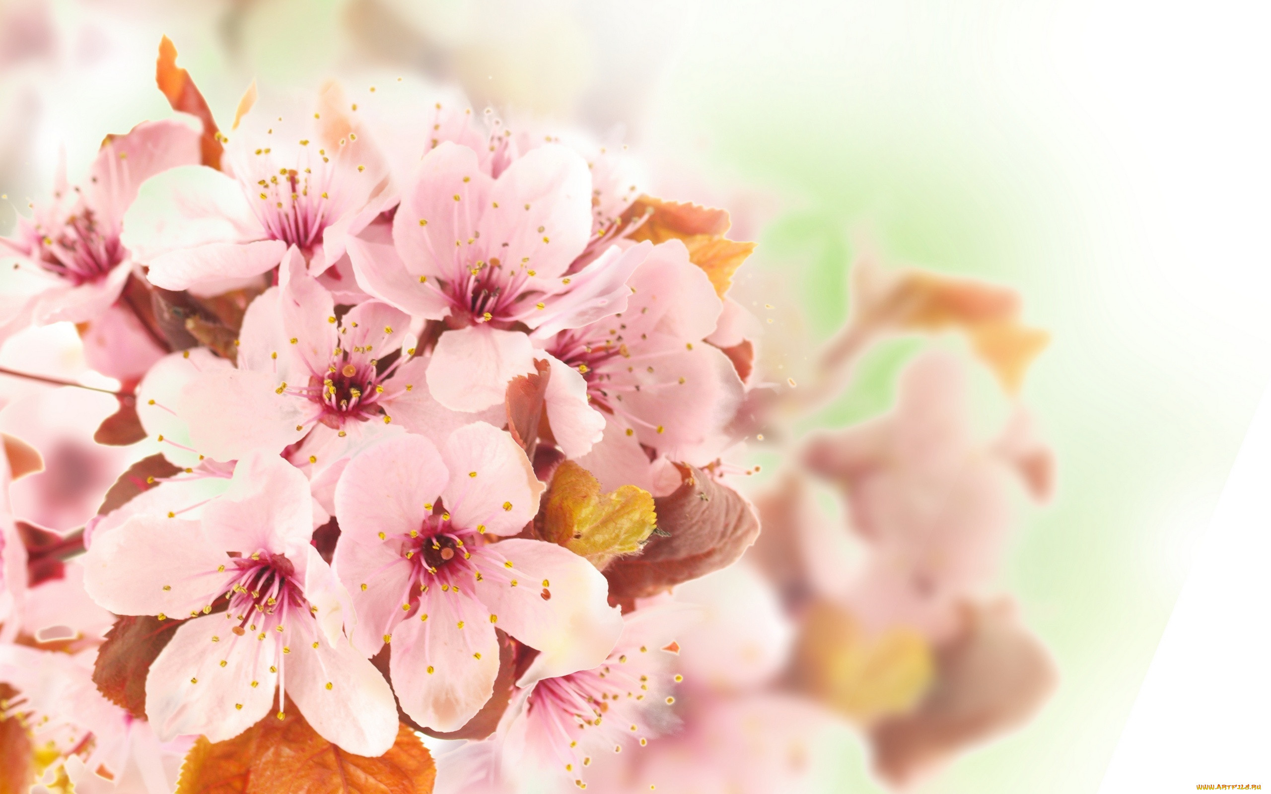 ,   ,  , spring, apple, tree, flowers, tender, blossoms, leaves, petals, pink, white, , , beauty, , , , , , , 